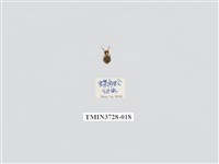 藏品(蝶角蛉科)的圖片